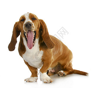 Basset 猎犬情感宠物哺乳动物脊椎动物棕色主题白色猎犬狗家畜工作室图片