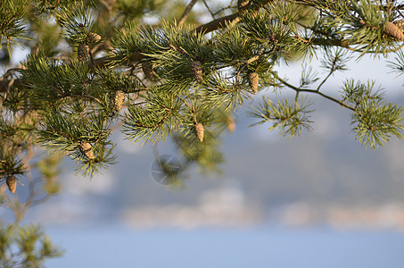 fir树枞树森林图片