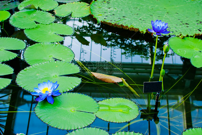 水百里植物群花瓣池塘热带蓝色反射百合植物学荷花植物图片