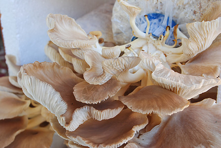 蘑菇农场架子菌类食物灌木丛猪苓植物苔藓灵芝生长美食图片