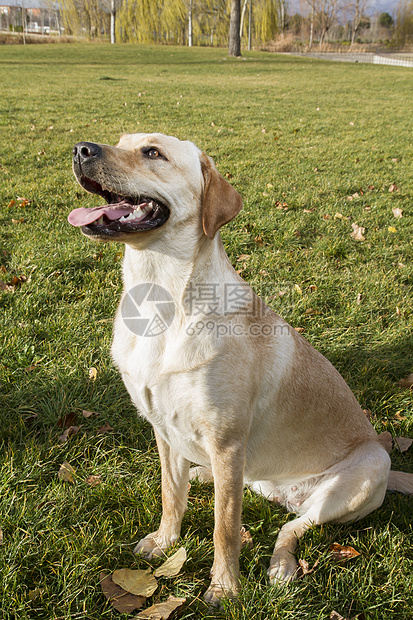 拉布拉多犬在秋天追逐狗图片