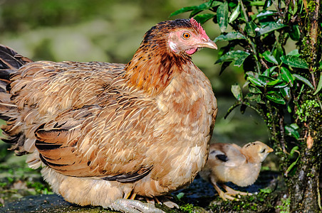 母鸡鸡和小鸡 找食物 复制空间图片