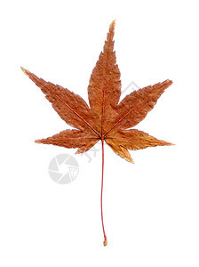 日文麻叶棕色高分辨率白色橙子叶子扫描红色背景图片