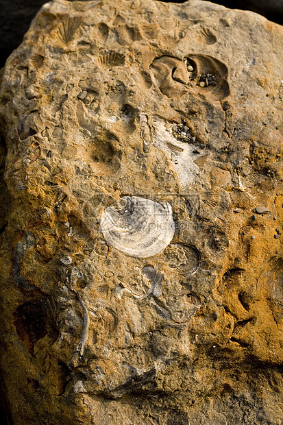 惠特比有嵌入化石的岩石矿化古生物学动物烙印沉积图层地层生物贝壳图片