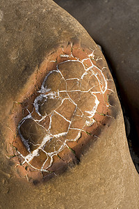 惠特比有嵌入化石的岩石沉积贝壳动物烙印古生物学地层生物矿化图层图片