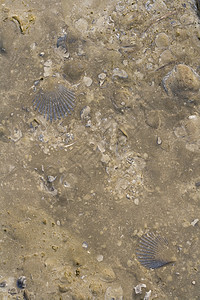 惠特比有嵌入化石的岩石图层动物贝壳矿化烙印古生物学生物沉积地层图片