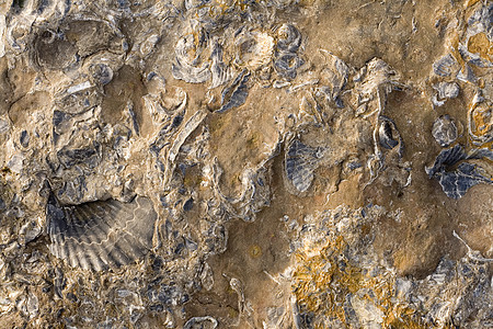 惠特比有嵌入化石的岩石地层生物矿化烙印古生物学图层沉积贝壳动物图片