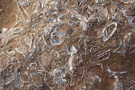 惠特比有嵌入化石的岩石图层古生物学贝壳沉积烙印地层动物生物矿化图片