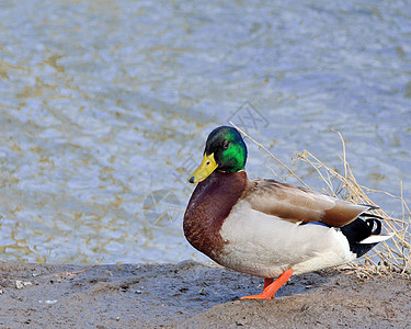美华鸭男性池塘观鸟野生动物鸟类水禽图片