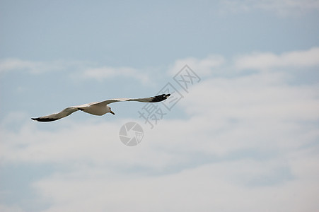 环卷海鸥蓝色飞行航班鸟类帐单天空观鸟图片