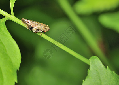 叶害虫叶子半翅目昆虫野生动物病原植物绿色高清图片