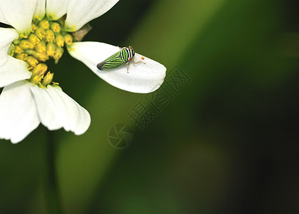叶野生动物病原害虫半翅目昆虫绿色叶子植物图片