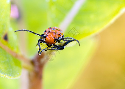 红乳色甲虫野生动物昆虫宏观害虫乳草漏洞图片