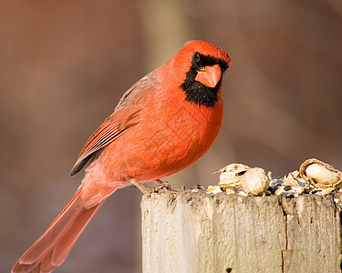 诺瑟红衣主教野生动物鸟类种子红色邮政图片