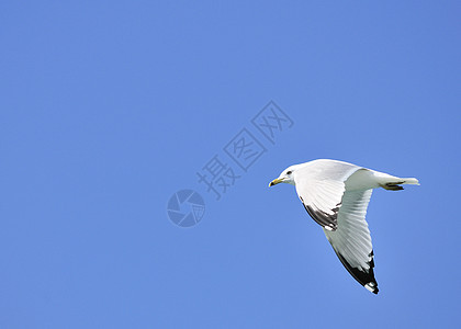 环卷海鸥天空帐单鸟类蓝色飞行航班观鸟图片