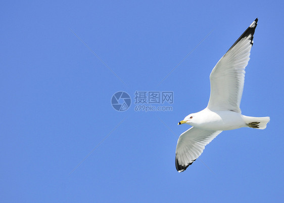 环卷海鸥飞行帐单鸟类航班蓝色观鸟天空图片