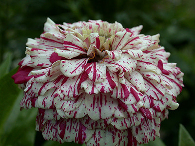 达利亚宏观花粉黄色绿色花朵粉红色植物群叶子雏菊红色图片