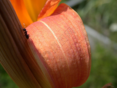 Lily 花瓣抽象雄蕊季节黄色红色雏菊花粉植物花园叶子粉红色图片