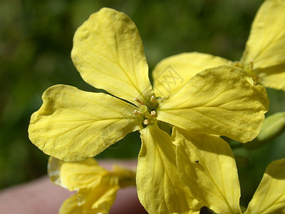 黄黄色花朵植物群宏观粉红色红色雏菊植物花粉雄蕊黄色花园图片