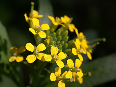 黄黄花粉红色雄蕊花园红色季节花粉绿色叶子黄色雏菊图片