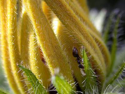 花瓣雏菊叶子宏观雄蕊季节植物黄色花粉植物群绿色图片