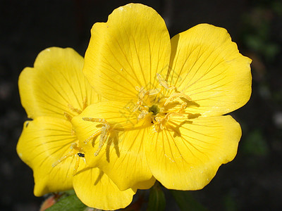 黄花植物群叶子季节花瓣粉红色红色宏观花粉花园雄蕊图片