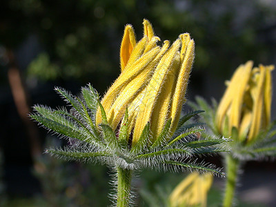 黄花粉红色花园花瓣红色宏观叶子黄色雄蕊季节植物图片