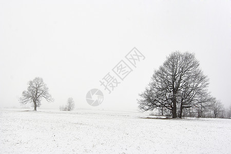 冬季风景中的单独树木图片