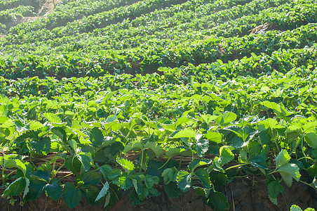 草莓字段观光绿色收成场地经济农场生长植物图片