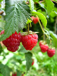 红莓草莓浆果季节村庄维生素成长植物学绿色传单生活花园图片