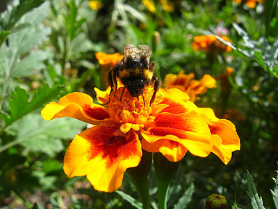 大黄蜂在一朵意大利花中翅膀生活树叶叶子花园季节昆虫花朵花蜜万寿菊图片