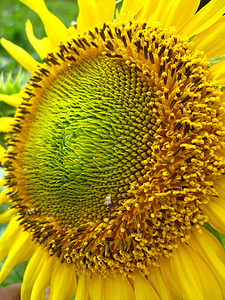 美丽的黄向日葵花蜜农业翅膀种子植物学爪子太阳花园季节花粉图片