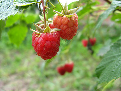 红莓草莓果汁村庄植物花园植物学传单维生素成长农业季节图片