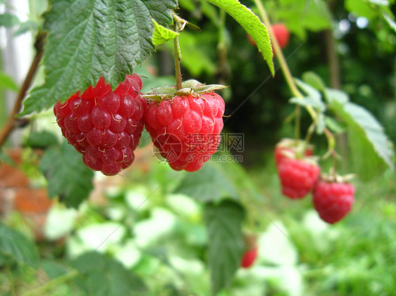 红莓草莓农业浆果花园场地传单生活成长种子维生素村庄图片