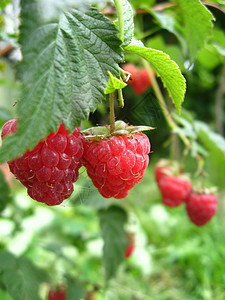 红莓草莓种子村庄植物植物学花园绿色农业场地季节浆果图片