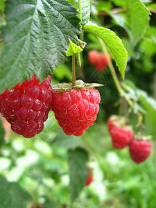 红莓草莓村庄花园果汁浆果成长季节生活绿色植物农业图片
