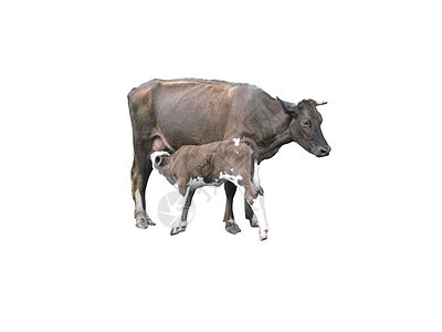 白底的灰牛和小牛牛肉动物幼兽新生儿奶农乳房农场孩子们女性家畜图片