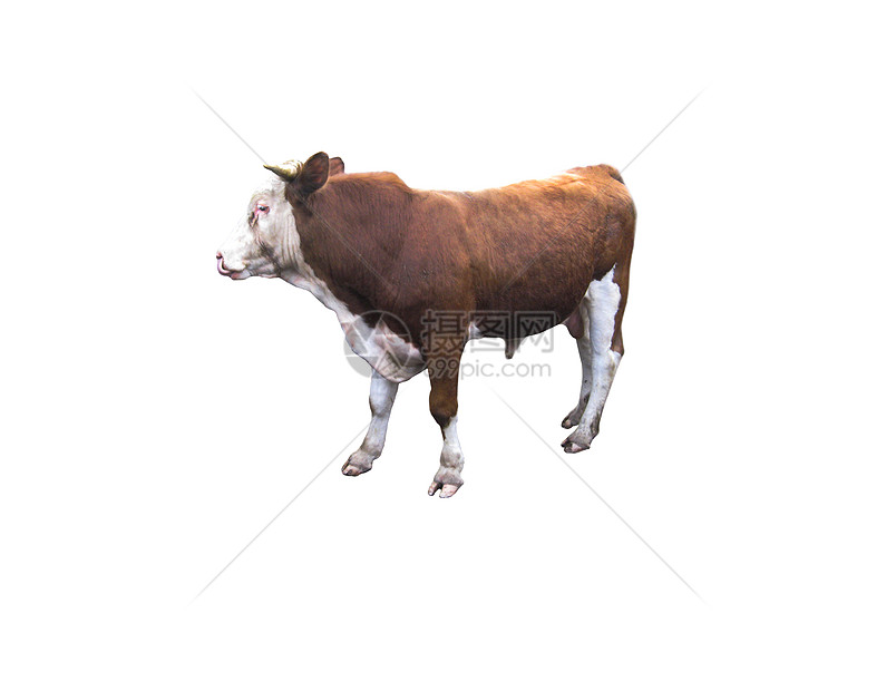 白色背景上的牛图片