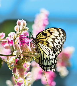 白色和黑色的Nymph蝴蝶挂在花朵上图片