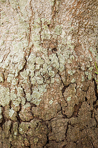 木质棕色木头背景图片