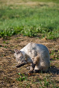 猫咪宠物灰色猫科动物毛皮条纹动物图片