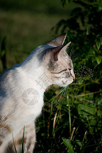 猫咪猫科动物动物宠物条纹灰色毛皮图片