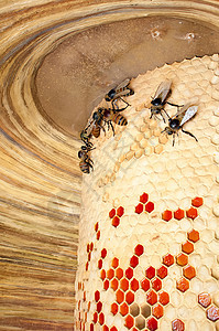蜜蜂山地昆虫学生物学动物群视频社区花蜜蜂窝花粉殖民地宏观图片
