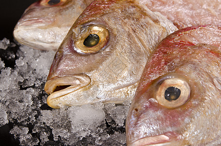多拉德皇帝在冰上动物金头海鲜饮食服务餐厅白色盘子鱼片厨房图片