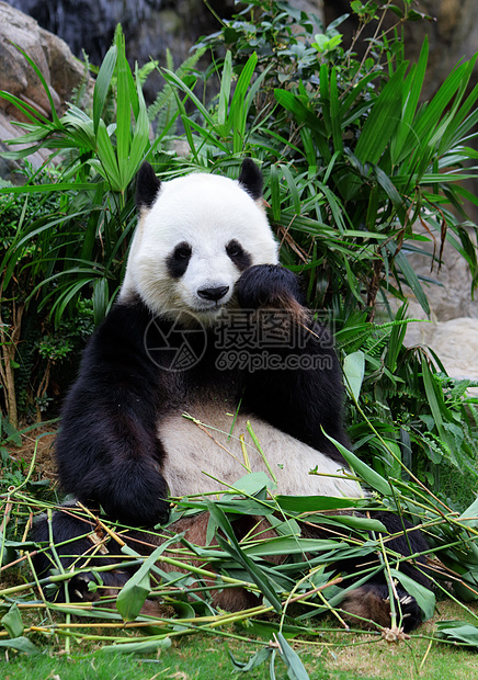 大熊猫吃竹子濒危栖息地野生动物熊猫动物园树木森林热带哺乳动物荒野图片
