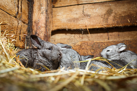 从小屋里跳出来可爱的兔子农民婴儿柔软度耳朵农业季节木头院子盒子动物图片