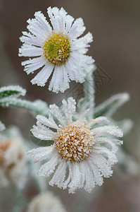 冰冻的花朵白色两朵花甘菊后端黄色图片