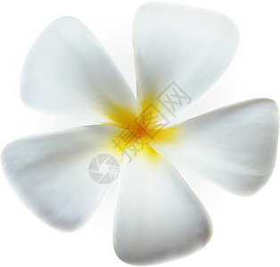 白上孤立的弗朗吉帕尼大羽流 Spa Flower图片