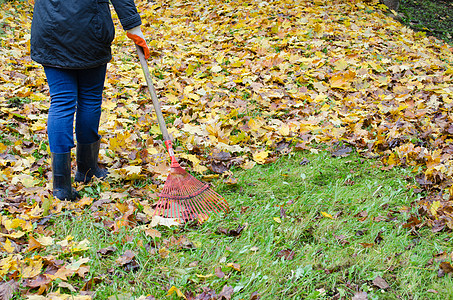 院子落叶女红的Rake 工具手工艺品 园艺工作秋天背景