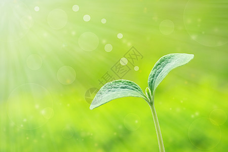 年轻植物树苗射线发芽白色太阳绿色环境生态叶子生长图片
